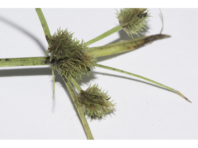 Cyperus squarrosus (Bearded flatsedge) #48516