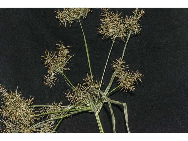 Cyperus strigosus (Straw-colored flatsedge) #48519