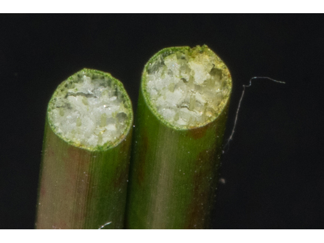 Eleocharis cellulosa (Gulf coast spikerush) #48547