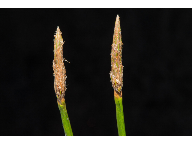 Eleocharis macrostachya (Pale spikerush ) #48553