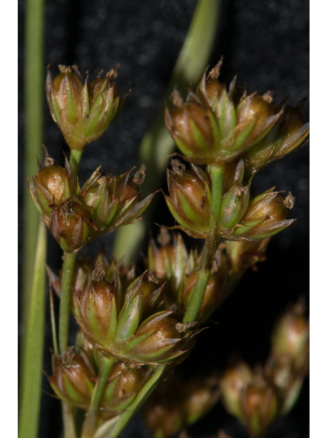 Juncus marginatus (Grassleaf rush) #48639