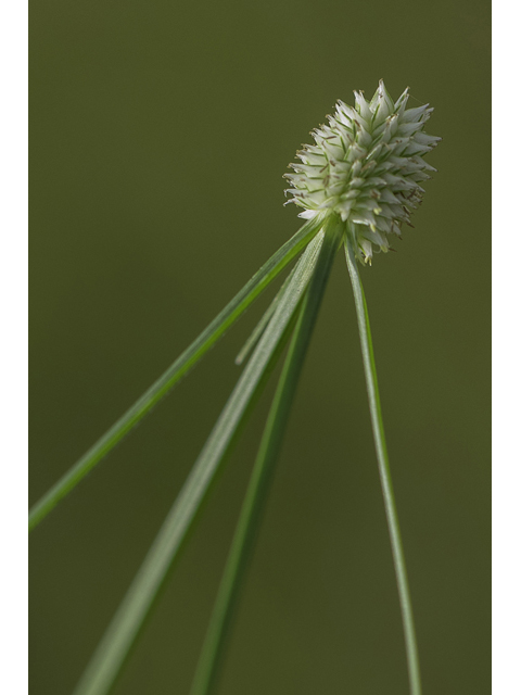 Kyllinga odorata (Fragrant spikesedge) #48689