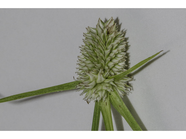 Kyllinga odorata (Fragrant spikesedge) #48690