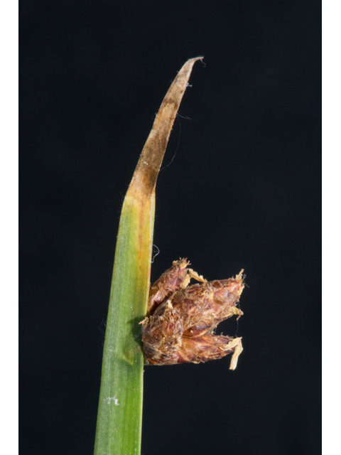 Schoenoplectus americanus (Chairmaker's bulrush) #48727