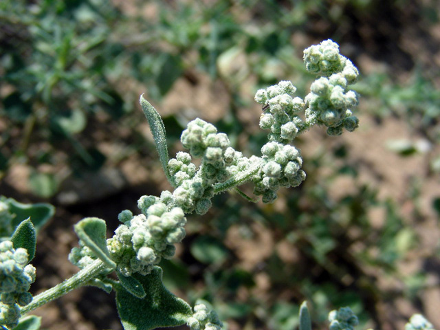 Chenopodium incanum (Mealy goosefoot) #36749