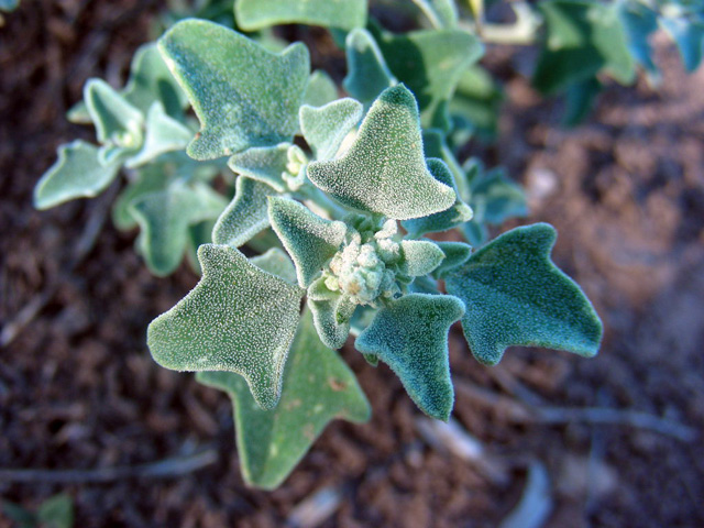 Chenopodium incanum (Mealy goosefoot) #36750