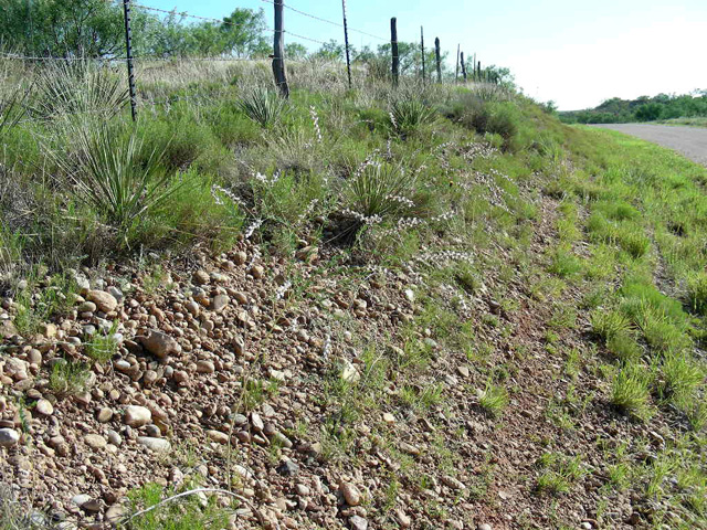 Dalea enneandra (Nine-anther prairie clover) #36751