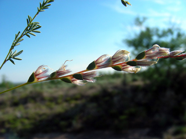 Dalea enneandra (Nine-anther prairie clover) #36753