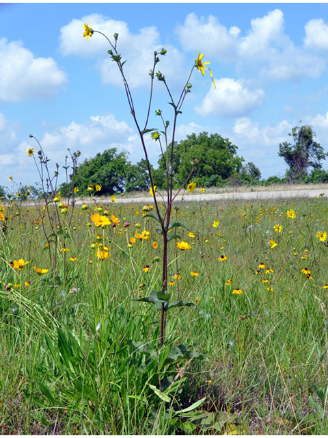 Silphium gracile (Slender rosinweed) #43149