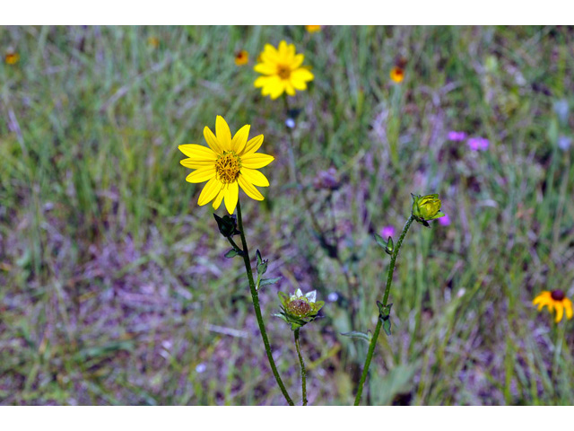 Silphium gracile (Slender rosinweed) #43150