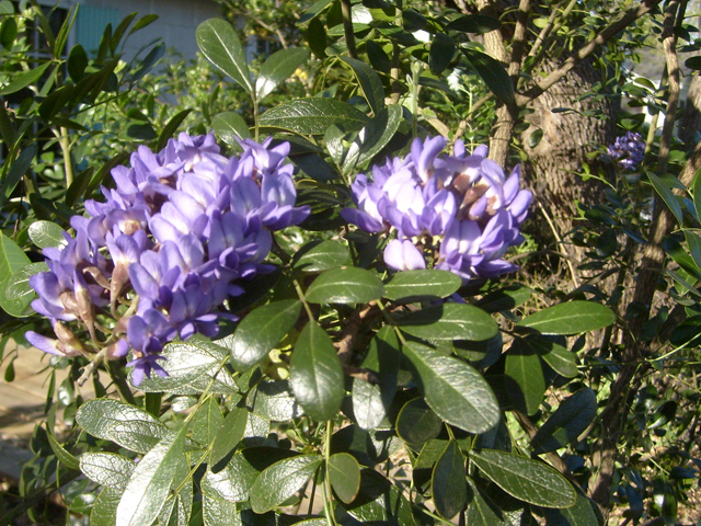 Sophora secundiflora (Texas mountain laurel) #28461