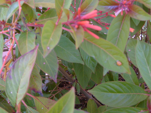 Hamelia patens (Scarletbush) #28467