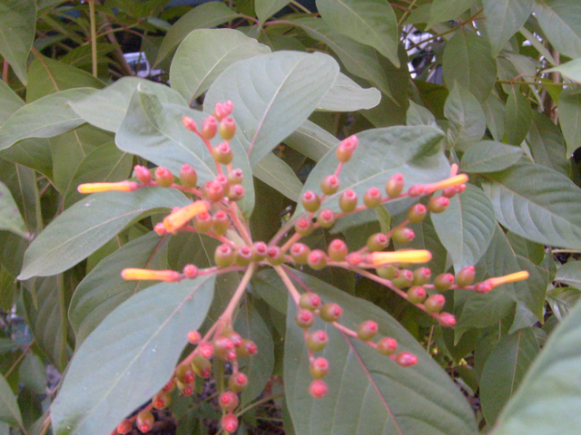 Hamelia patens (Scarletbush) #28469