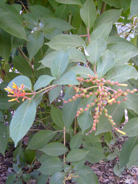 Hamelia patens (Scarletbush) #28474