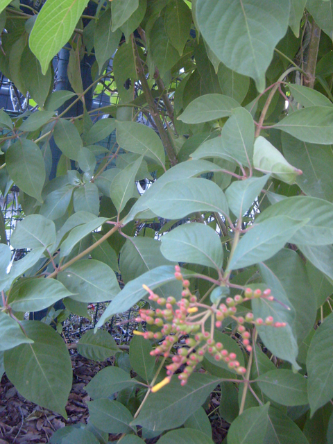 Hamelia patens (Scarletbush) #28476