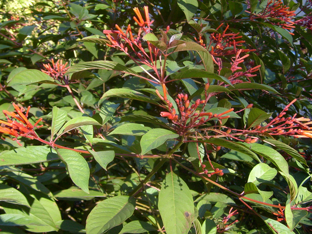 Hamelia patens (Scarletbush) #28477