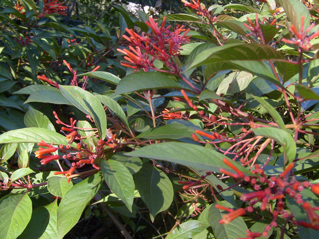 Hamelia patens (Scarletbush) #28478