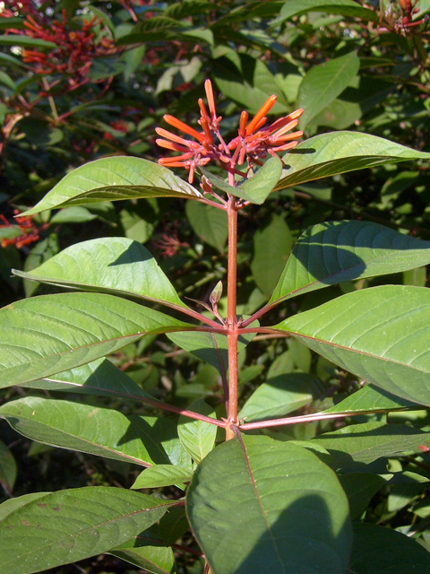 Hamelia patens (Scarletbush) #28479