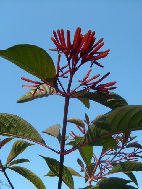 Hamelia patens (Scarletbush) #28482