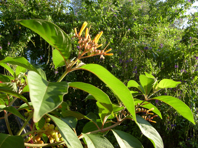 Hamelia patens (Scarletbush) #28484