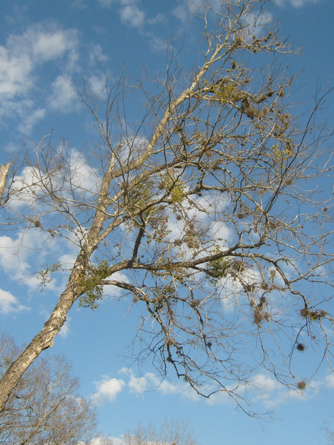 Phoradendron tomentosum (Christmas mistletoe) #28510