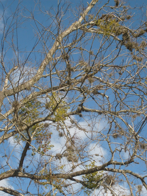 Phoradendron tomentosum (Christmas mistletoe) #28511