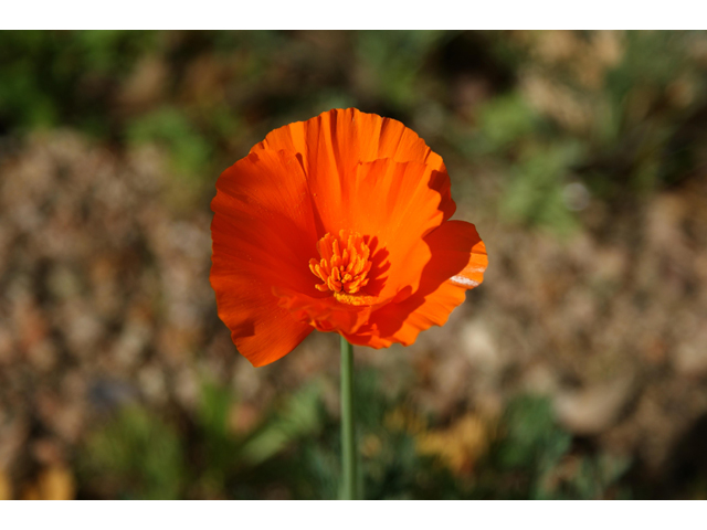 Eschscholzia californica ssp. californica (California poppy) #30470