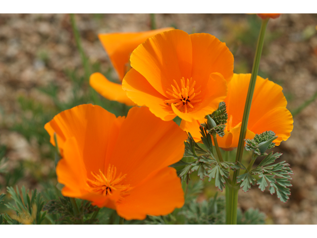 Eschscholzia californica ssp. californica (California poppy) #30474