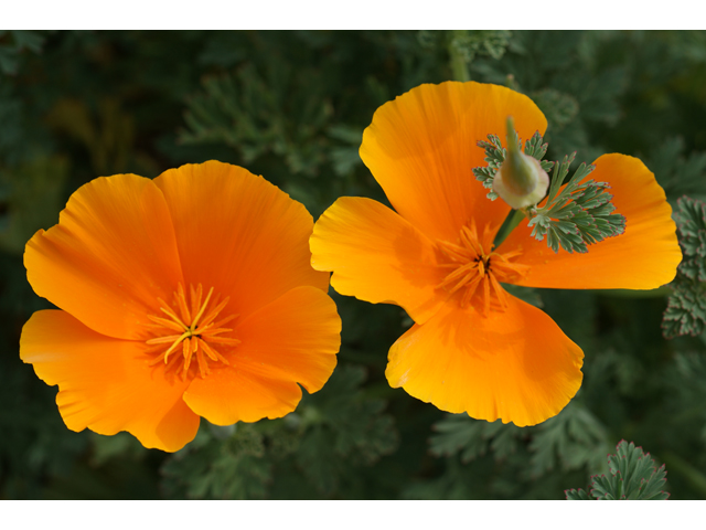 Eschscholzia californica ssp. californica (California poppy) #30476