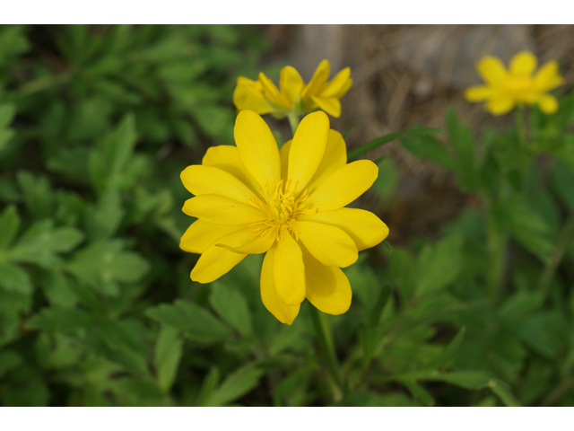 Ranunculus macranthus (Large buttercup) #30518