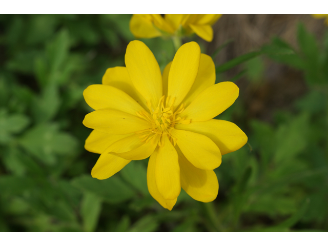 Ranunculus macranthus (Large buttercup) #30519