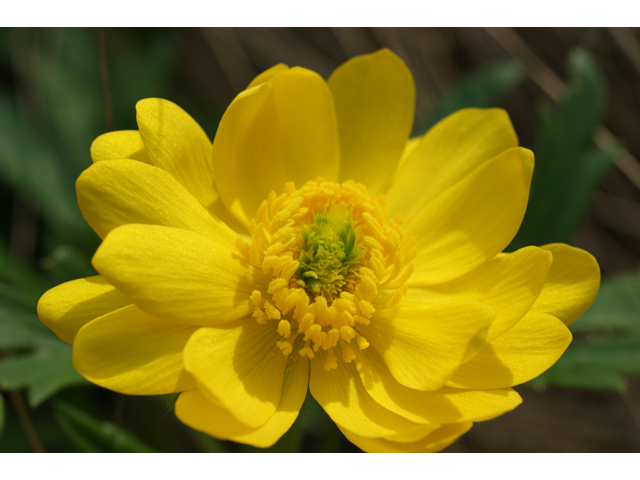 Ranunculus macranthus (Large buttercup) #30521