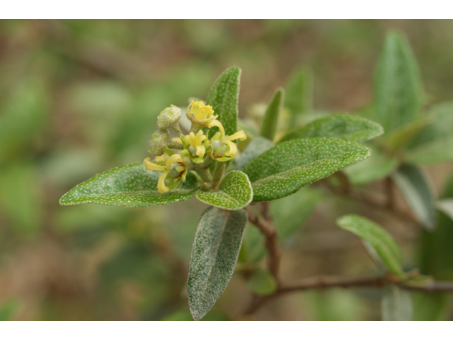 Croton alabamensis var. texensis (Texabama croton) #30553