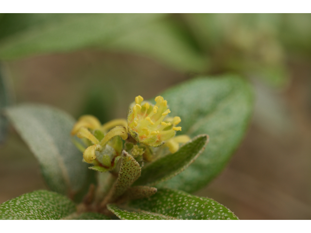 Croton alabamensis var. texensis (Texabama croton) #30554