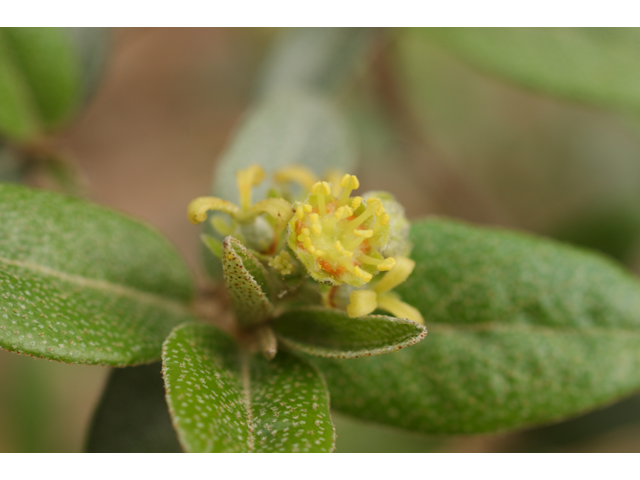 Croton alabamensis var. texensis (Texabama croton) #30555