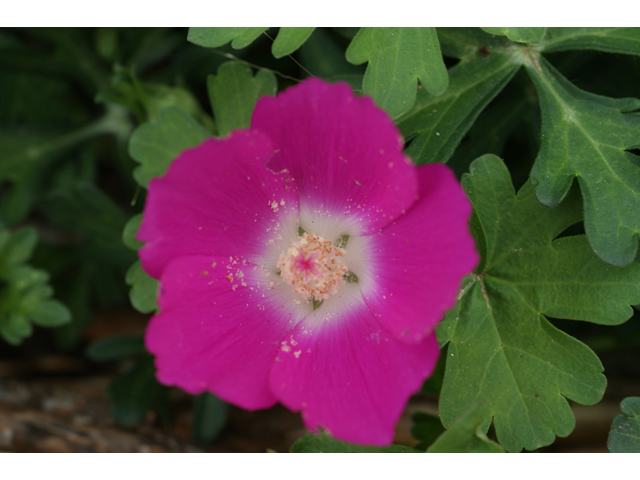 Callirhoe digitata (Winecup) #30577