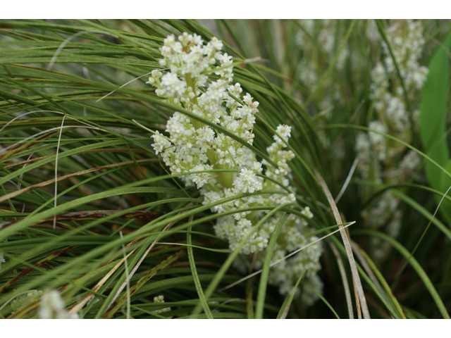 Nolina texana (Texas sacahuista) #30620