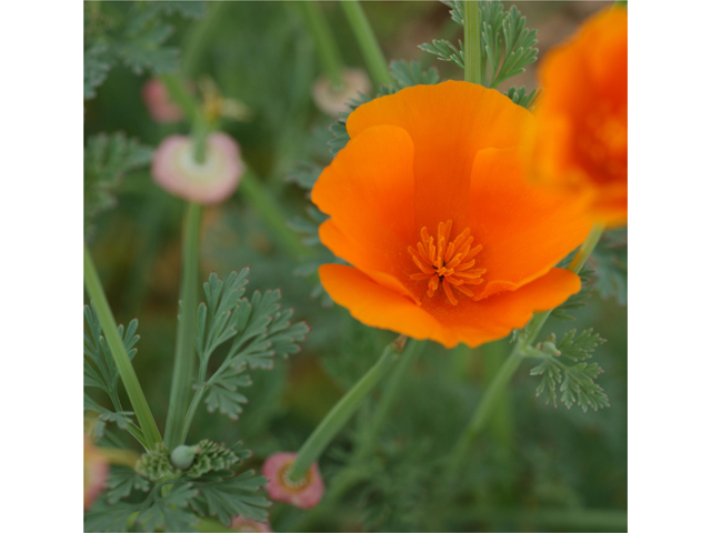 Eschscholzia californica ssp. californica (California poppy) #30628