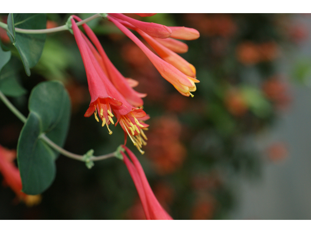 Lonicera sempervirens (Coral honeysuckle) #30634