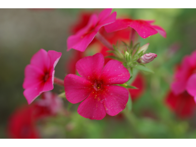 Phlox drummondii (Annual phlox) #30664