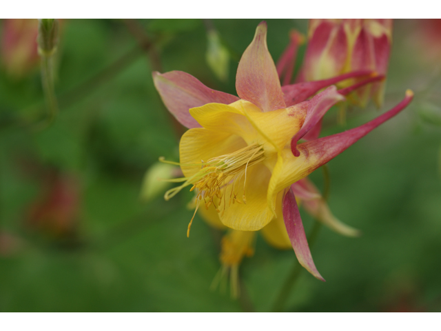 Aquilegia canadensis (Eastern red columbine) #30714