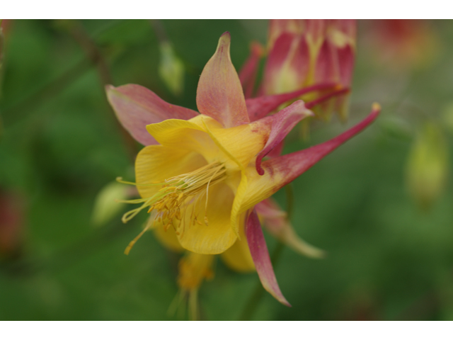 Aquilegia canadensis (Eastern red columbine) #30716