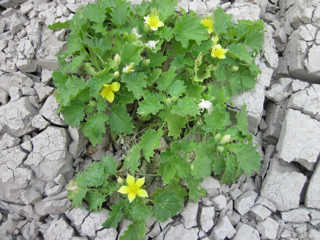 Eucnide bartonioides (Yellow rocknettle) #30739