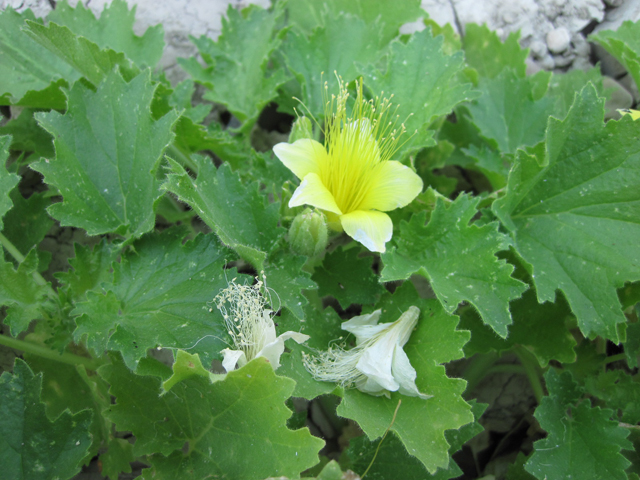 Eucnide bartonioides (Yellow rocknettle) #30740