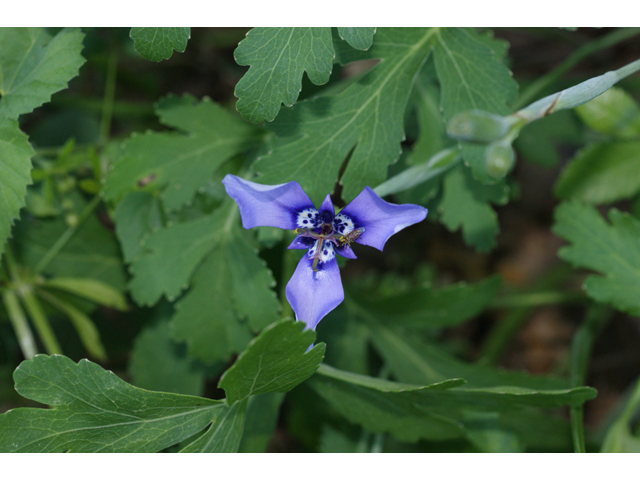 Herbertia lahue (Prairie nymph) #31968