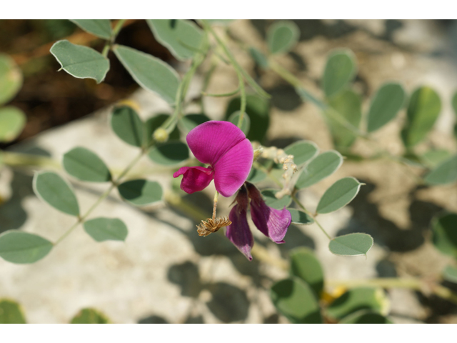 Tephrosia lindheimeri (Lindheimer's hoarypea) #31991