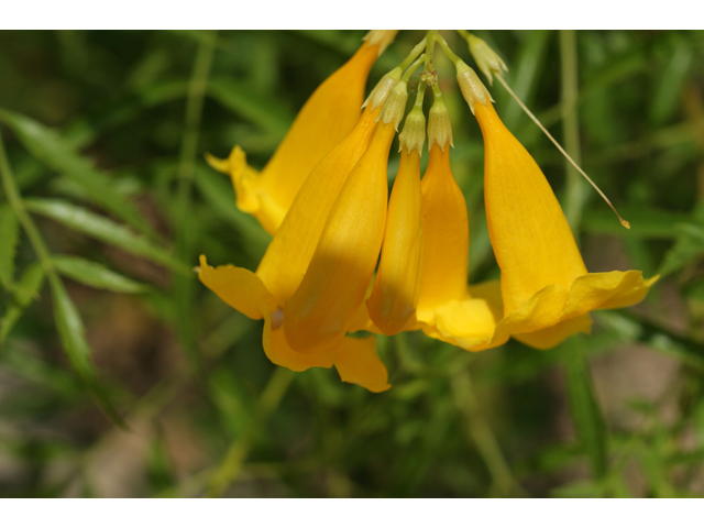 Tecoma stans (Yellow bells) #32092