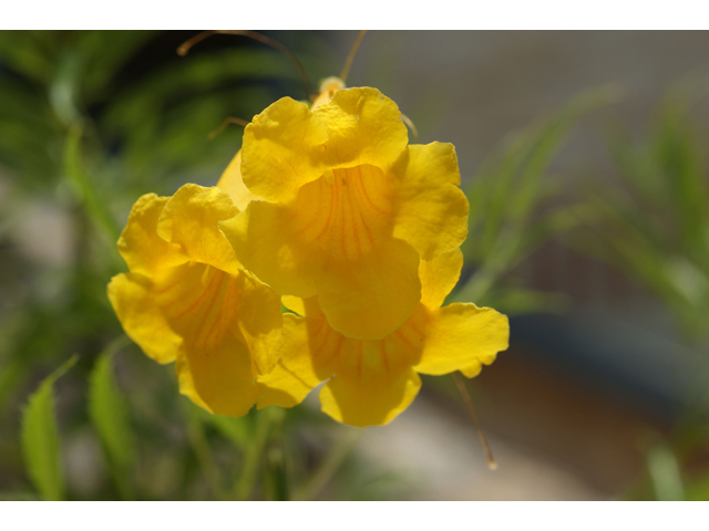 Tecoma stans (Yellow bells) #32093