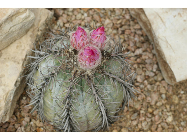 Echinocactus horizonthalonius (Devilshead) #37582