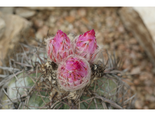 Echinocactus horizonthalonius (Devilshead) #37583